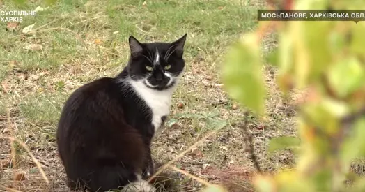 Фото: скриншот з відео Суспільне Харків Чому на деокупованих територіях більш частими стали випадки сказу у репортажі Суспільне Харків.