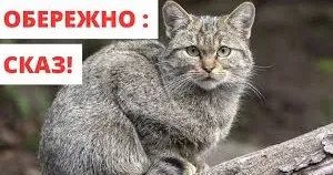 Карантинні обмеження введені у селі Іванівка Чкаловської громади, де скажений кіт покусав жінку. Також загрозливою зоною є село Михайлівка цієї ж громади, мисливські угіддя зазначеного села, зоною спостереження — село Волохів Яр Балаклійської громади.